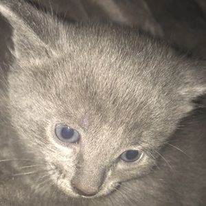 Meet your Posher, Ella